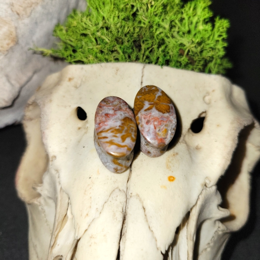 5/8 Plugs